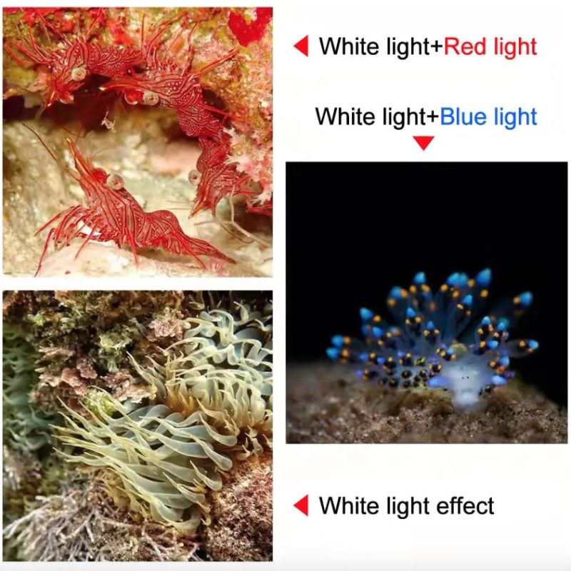 Objavte D10 Super jasná potápačská baterka IPX8 vodotesná z leteckej hliníkovej zliatiny pre podvodné osvetlenie